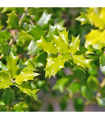 Amazon | 庭木：斑入ヒイラギ（縞ヒイラギ）*しまひいらぎ H：50cm | 植木